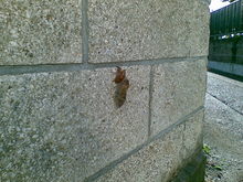 20090720(001).jpgのサムネール画像