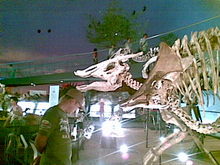 kyouryu2.jpgのサムネール画像