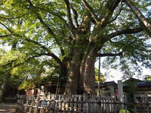 P9250126.JPGのサムネール画像