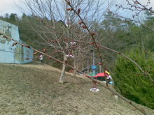 20090308(004).jpg