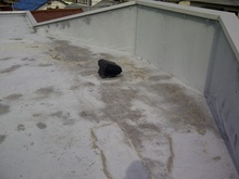 Kani-Shi-20120308-00054.jpg